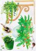 Ivy Garden - Large Wall Decals Stickers Appliques Home Decor